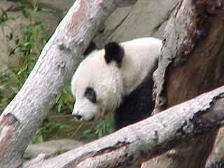 Pandas can only mate once a year for a three day period. It's in their contract. That may be why there are so few of them.
