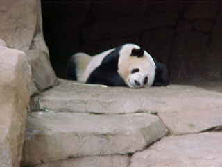 San Diego Zoo is known around the world and is home, among many, to three Pandas.
