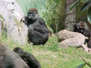 The gorillas spend time outdoors, we saw nearly a dozen.  The gorilla can mate all year long!