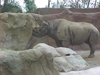 Heres two-tons-o-fun on-the-hoof.