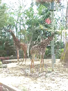 At least a half dozen giraffe live at San Diego Zoo, some up to 18 feet tall.