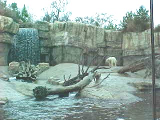 The Polar Bear Splash offers underwater viewing of the bears as well as a large above water area.