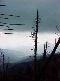 Acid rain is doing some damage up high and it was a bit chilly up top. The temperatures stayed up the 80's in town all week though.
