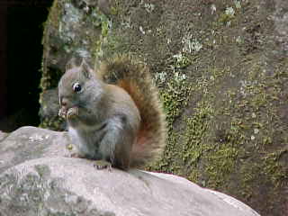 This little guy was busy picking up a free lunch.